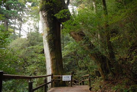 ヤクスギランド